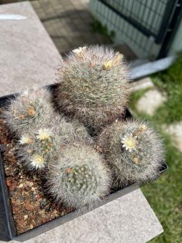 Mammillaria bocasana